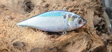 EZ'S LV 500 LIPLESS CRANKBAIT