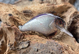 EZ'S 1.2 CRANKBAIT